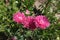 Three reddish pink flowerheads of China aster