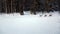 Three reindeer run across frozen lake