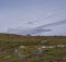 Three reindeer walking on hill in wild nature of Sarek national park in Sweden Lapland. Early autumn colors of bush and grass