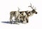 Three reindeer on a white background.