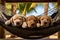 Three relaxed puppy dog sleep on a hammock at a beach resort in Summer.