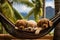 Three relaxed puppy dog sleep on a hammock at a beach resort in Summer.