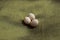 Three Reptile Eggs