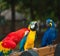 Three rescued parrots perched on a bench in a park