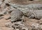 Three resting Nile crocodiles in Kenya.