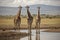 Three reticulated giraffes wait in line at waterhole