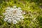 Three Rhagonycha fulva in plant