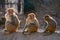 Three rhesus macaque monkeys