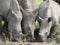 Three Rhino drinking from a puddle