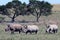 Three Rhino run across the African savanna, rhinoceros, Kruger national Park