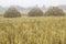 Three rice straw piles shine up and waiting for harvesting the rice grain