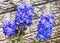 Three Rich Blue Delphinium Flowers Covered with Raindrops