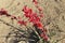 Three rich scarlet red yucca flower stalks in sunlight