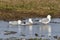 Three Ring-billed gulls in a flooded field