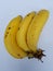Three ripe bananas on a white background