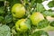 Three ripe green apple fruits hanging on tree ready to pick