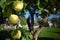 Three ripe green apples on a branch of winter sort of apple tree Imrus over rustic summer out of focus background