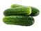 Three ripe green cucumbers