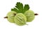 Three ripe green gooseberries with leaf (isolated)