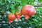 Three ripening fruits of the Punica pomegranate on a tree branch in the courtyard of a private house. Republic of Crimea