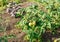 Three ripening green tomatoes in the garden