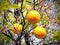 Three ripening Oranges close up in tree in Arizona, USA.