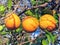 Three ripening Oranges close up in tree in Arizona, USA.