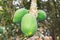 Three ripening papaya fruits on the tree