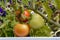 Three ripening tomatoes