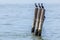 Three river birds standing on a wooden pillars