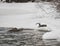 Three River Otters playing