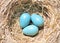 Three Robin Eggs