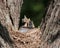 Three Robins in a Nest