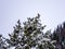 Three Robins on Snowy Evergreen