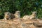 Three rock hyrax on rock by trees