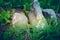 Three rocks in the forest surrounded by lush greenery.