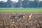 Three roe deer standing on agricultural crop field. Capreolus capreolus.