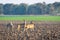 Three roe deer standing on agricultural crop field. Capreolus capreolus.