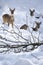 Three Roe Deers (Capreolus capreolus) in the snow