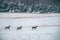 Three Roe deers in winter near forest