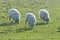 Three Romney Marsh Sheep