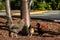 Three roosters in a parking lot in Florida