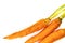 Three root vegetables carrots orange long lie on a white background autumn harvest