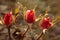 Three Rose buds in the garden in front of natural background in autumn