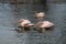 Three rose pelican birds in the water zoo of Budapest