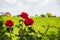 Three roses on the left, grape crops in background.