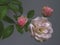 Three Roses White and Pink Green Leaves on Gray Background