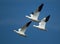 Three ross geese in flight with a blue sky background