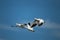 Three ross geese in flight with a blue sky background