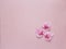 Three rosy orchid flowers on pink background. Place for text.